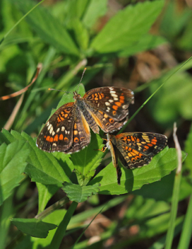 Phaon Crescent male and female